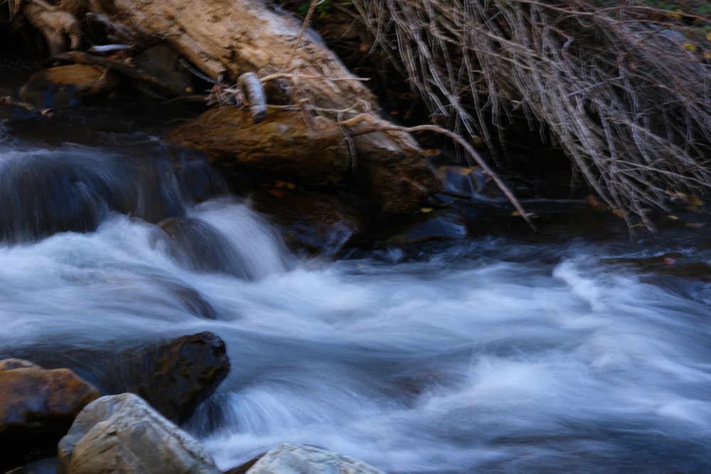 a stream running through a forest filled with rocks