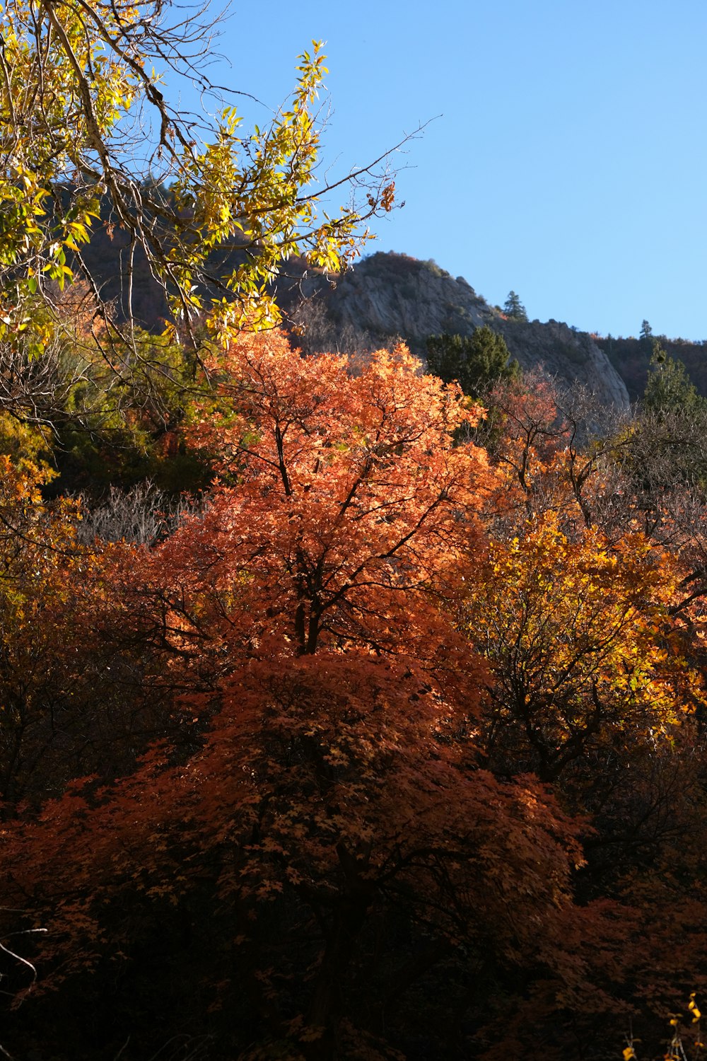a group of trees with orange leaves on them