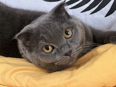 A happy cat wearing a custom-made pastel yellow sweater sitting on a turquoise cushion.