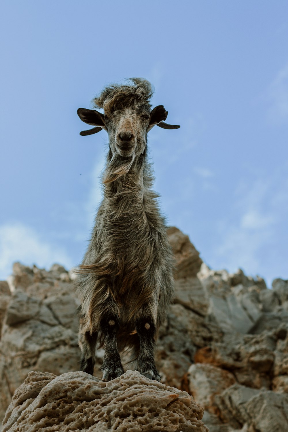 una capra in piedi sulla cima di una collina rocciosa