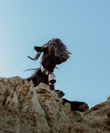 A black goat with curved horns is wearing a bell around its neck and is peering over the edge of a rocky outcrop against a clear blue sky.