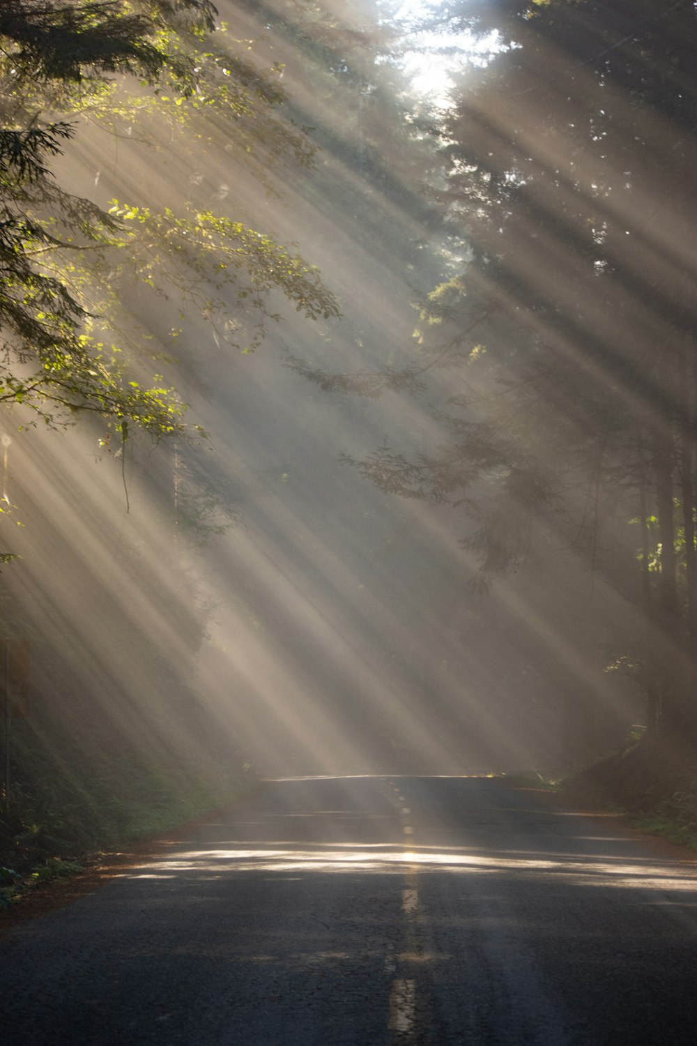 the sun shines through the trees onto a road