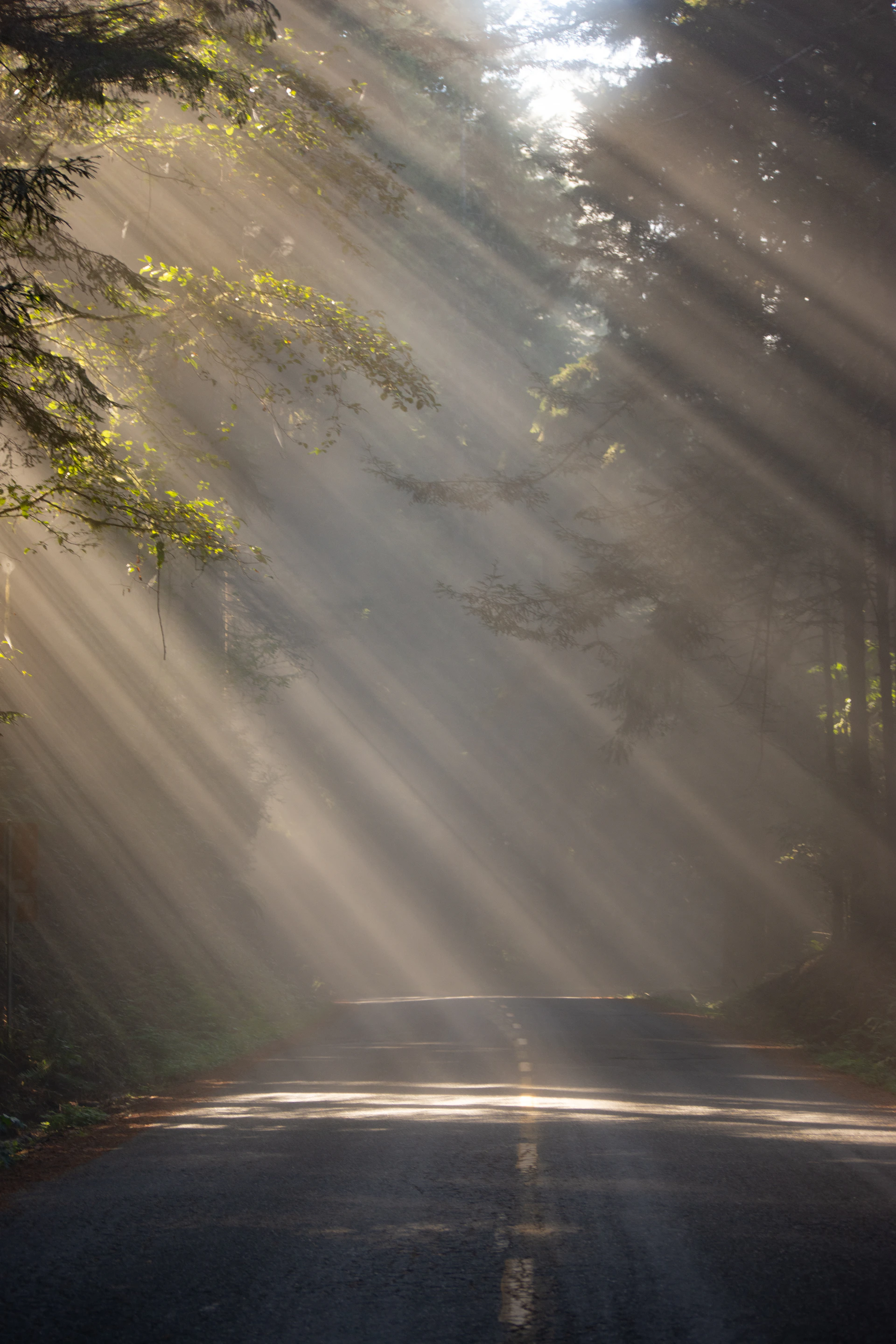 the sun shines through the trees onto a road