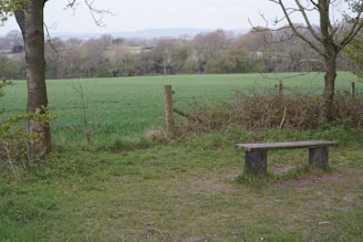 A peaceful rural leisure area with green fields and rustic wooden benches under trees.