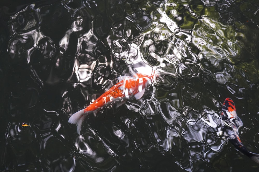 a koi fish swimming in a pond of water
