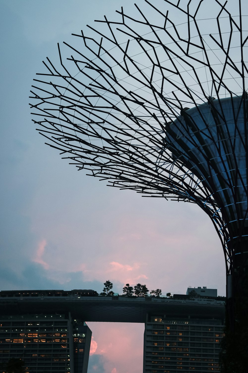 a tall tree with a sky in the background