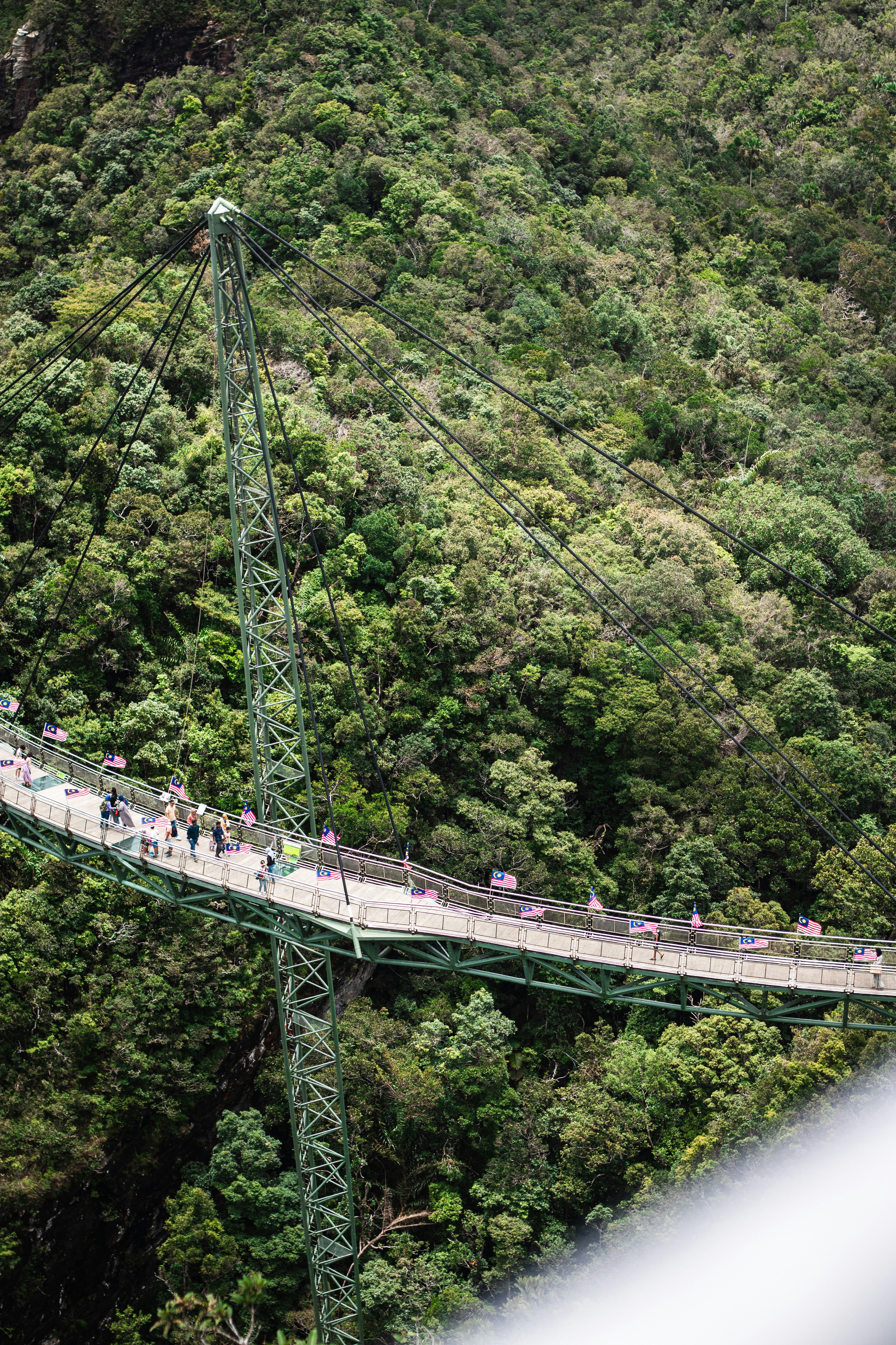 a suspension bridge in the middle of a forest