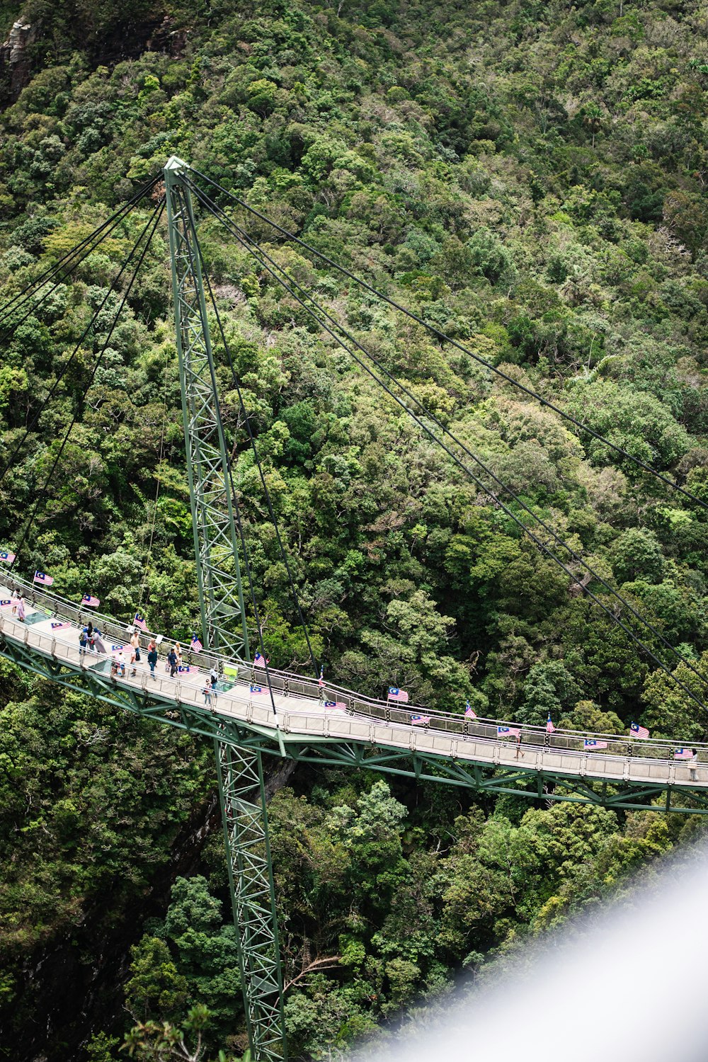 a suspension bridge in the middle of a forest