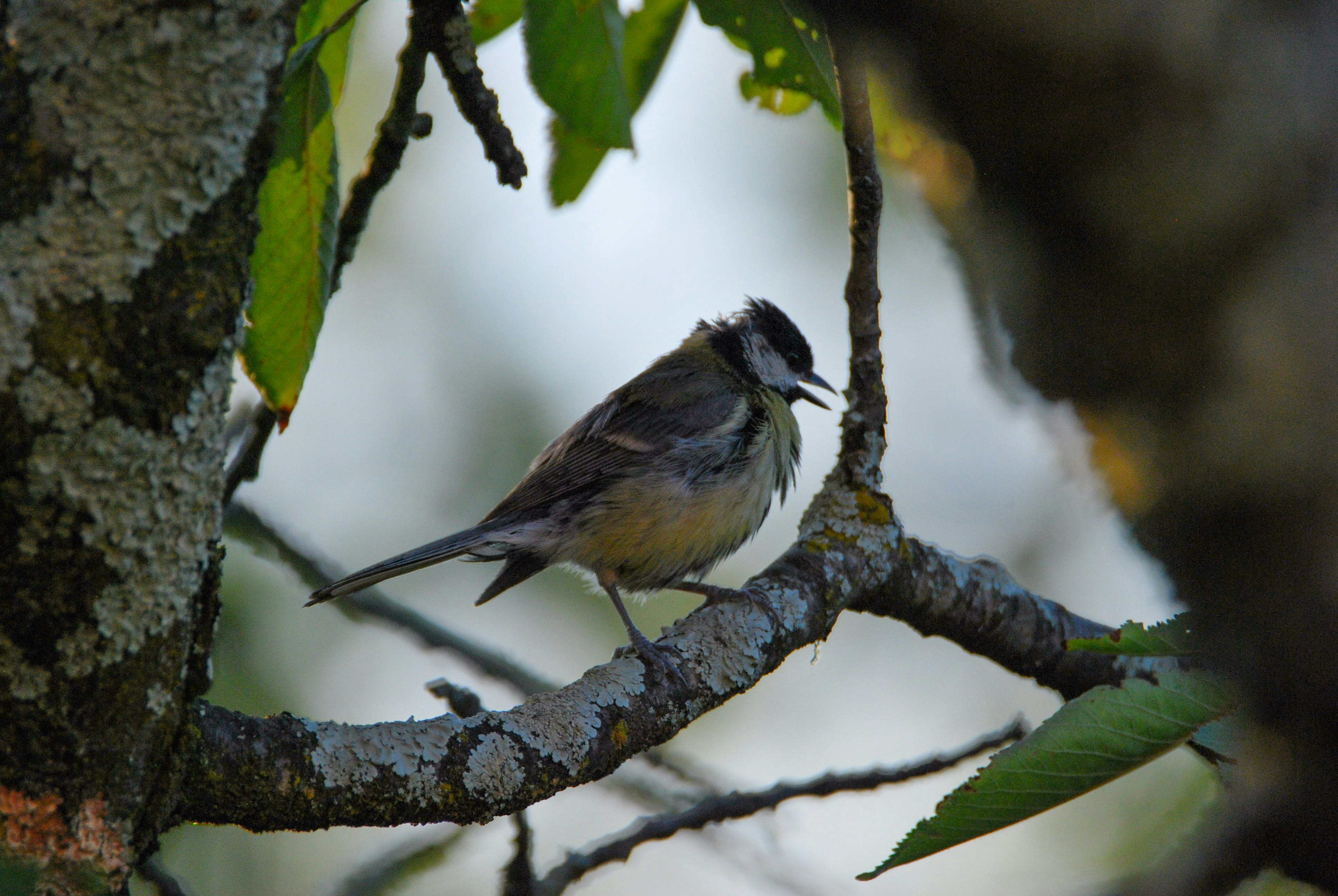 Photo by wild_visonsonig