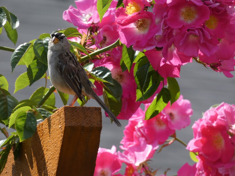 a small bird perched on a wooden post next to pink flowers