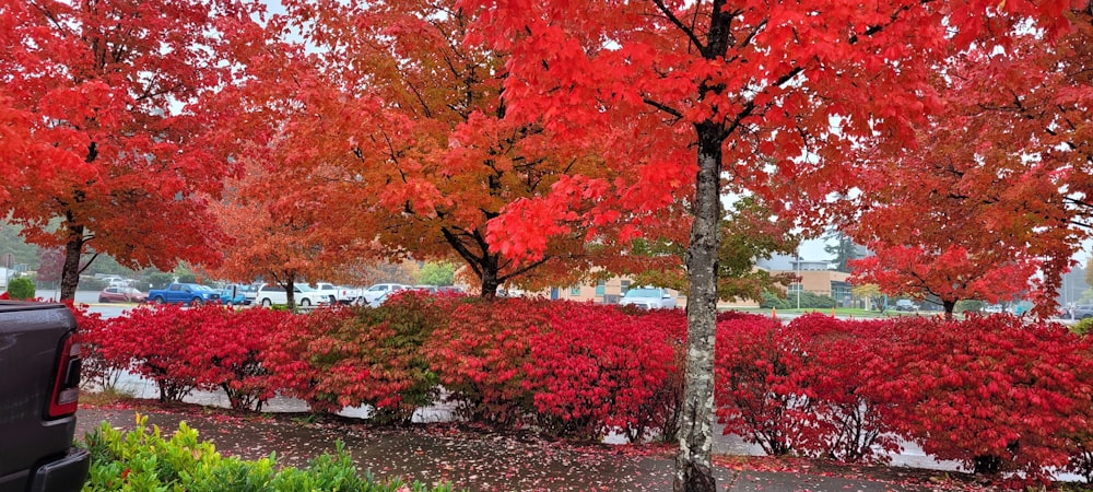 a tree with red leaves in a parking lot