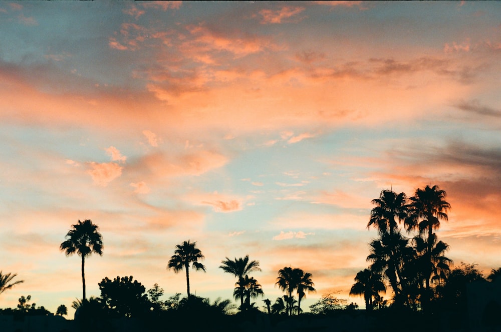 palm trees are silhouetted against a colorful sunset