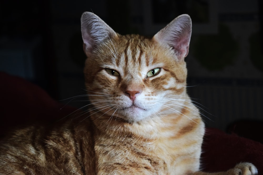 a close up of a cat laying on a couch