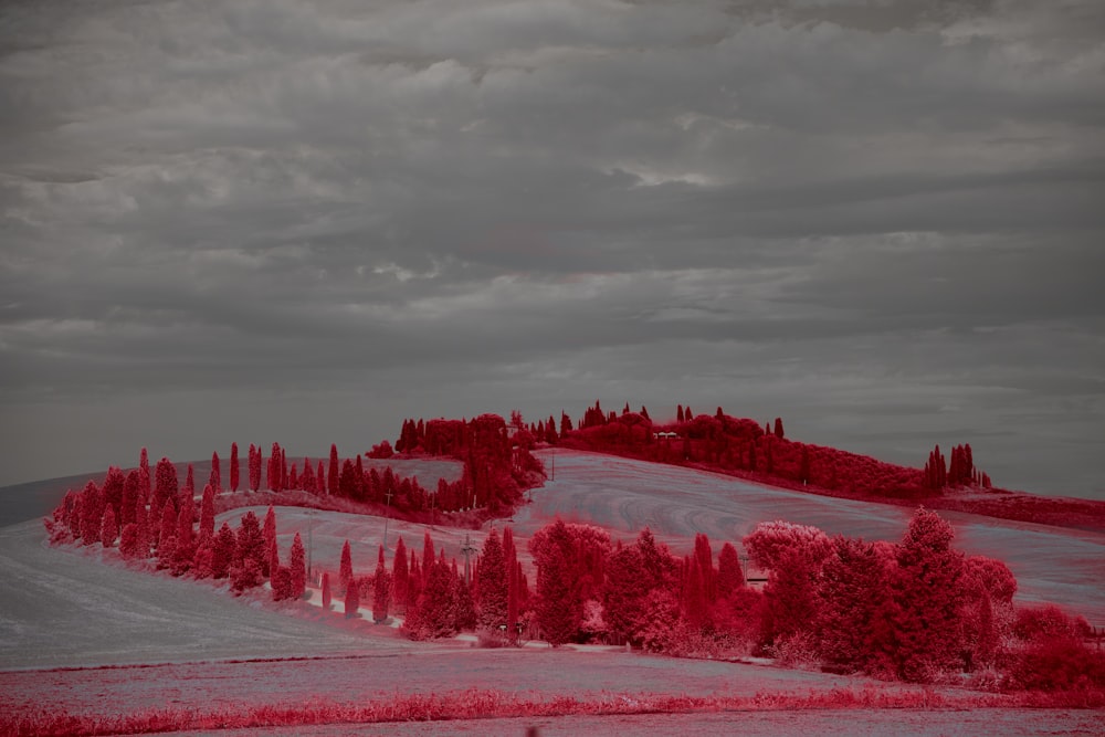 Red trees line a snowy hill under a cloudy sky photo – Free Brown