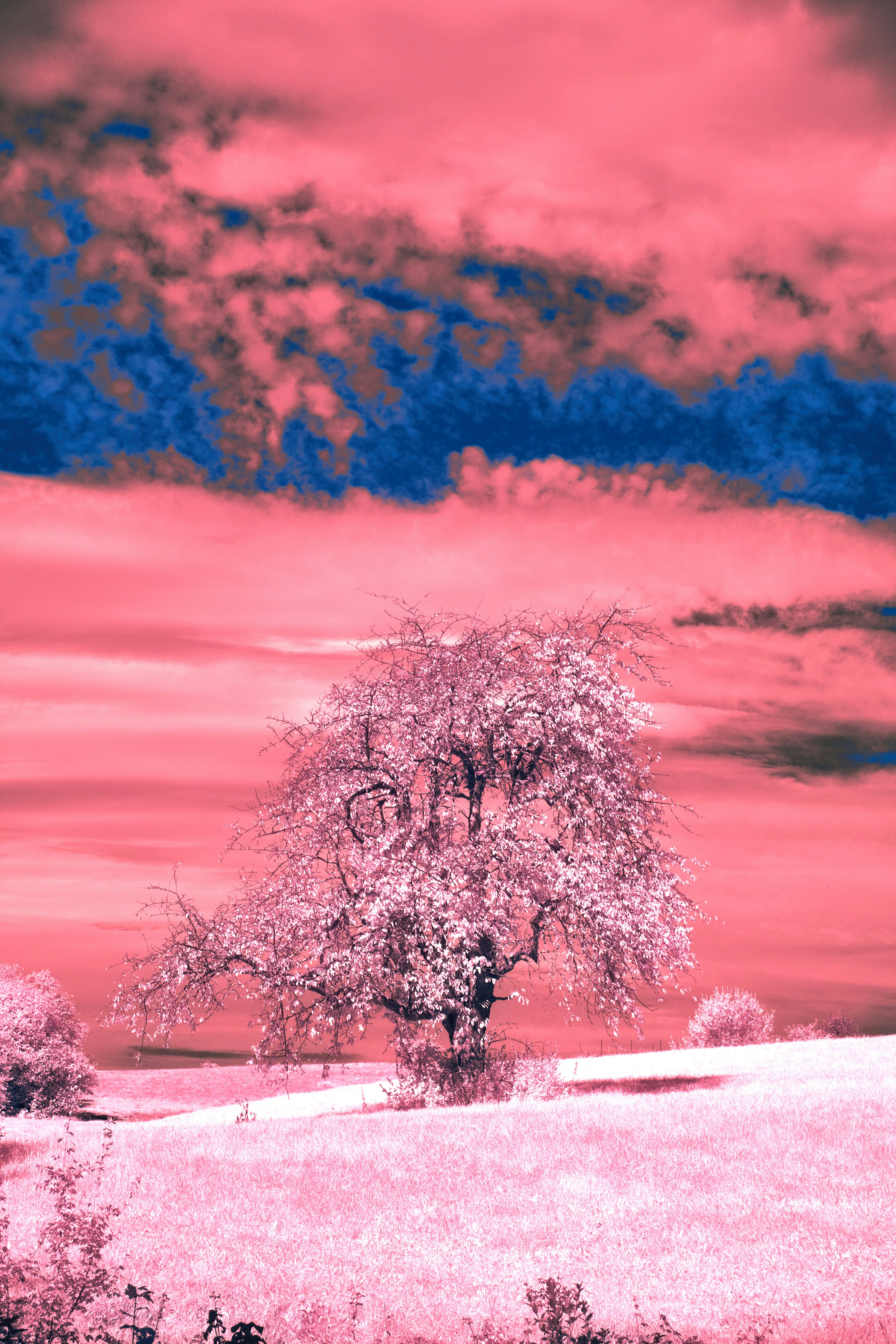 Photo by wolfgang_hasselmann