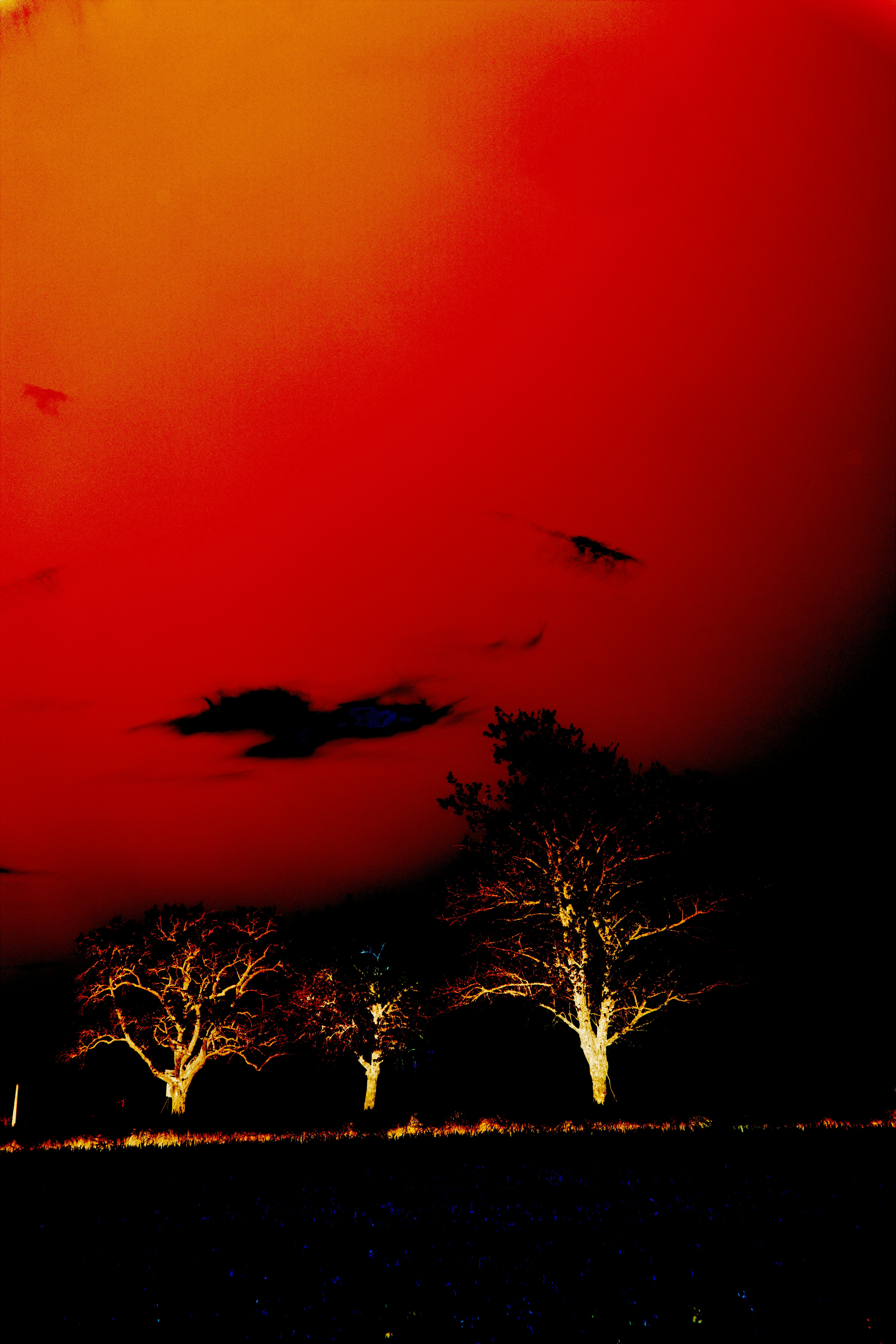 A red sky with some trees in the foreground photo – Free Red Image on ...
