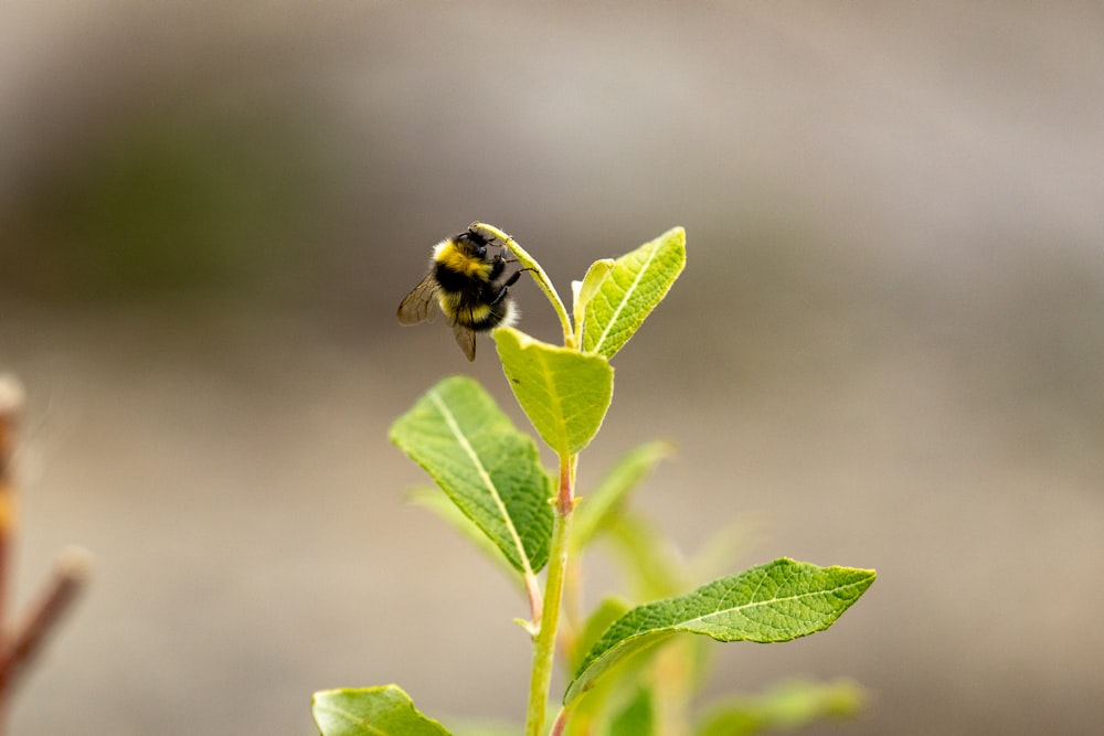 a bee sitting on top of a green leaf