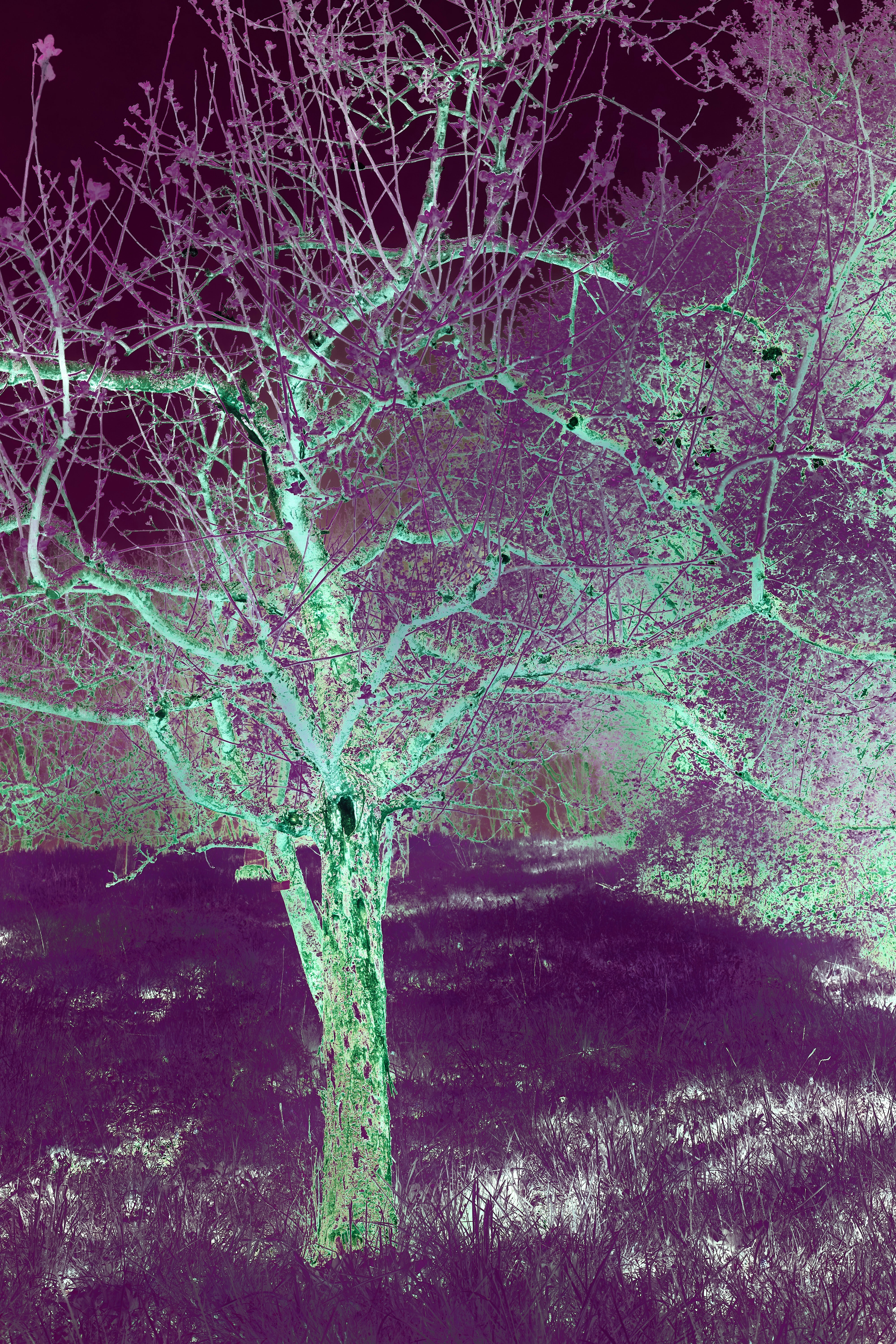 Photo by wolfgang_hasselmann