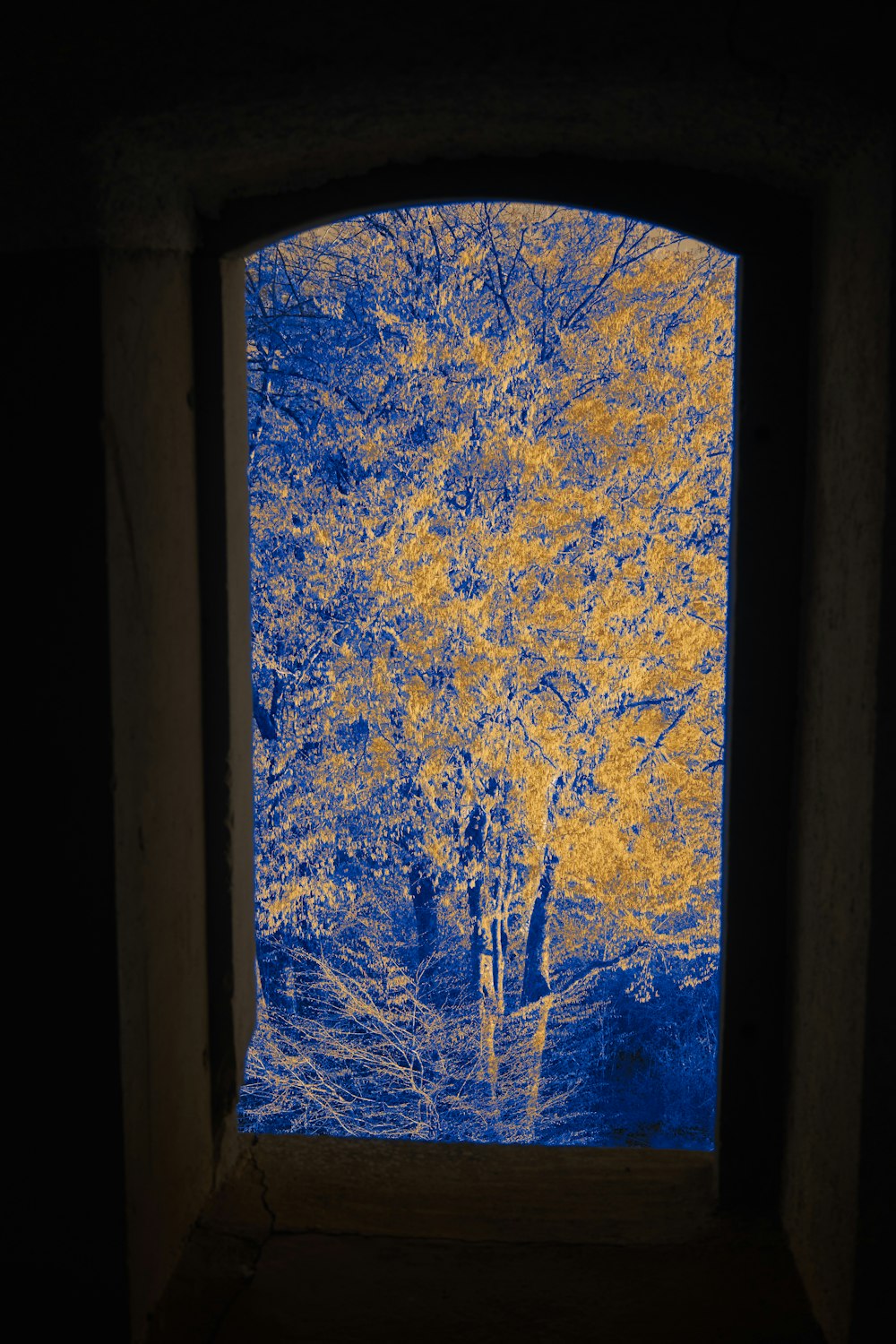 a tree seen through a window in a building