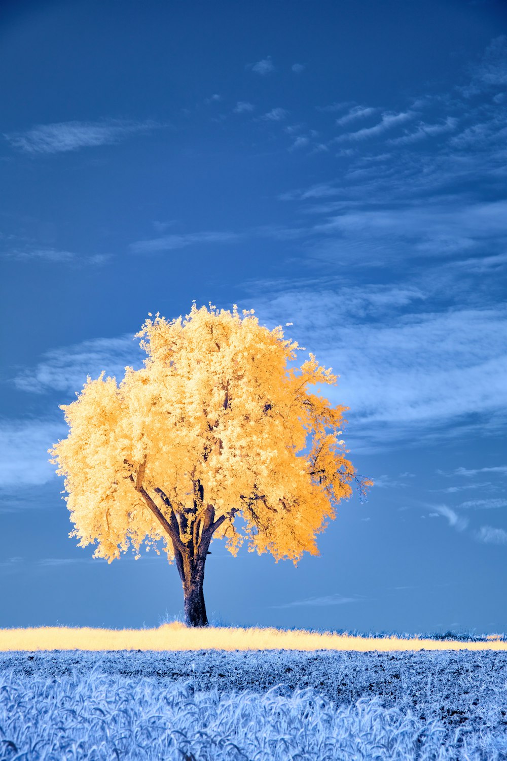 a tree with yellow leaves in a field
