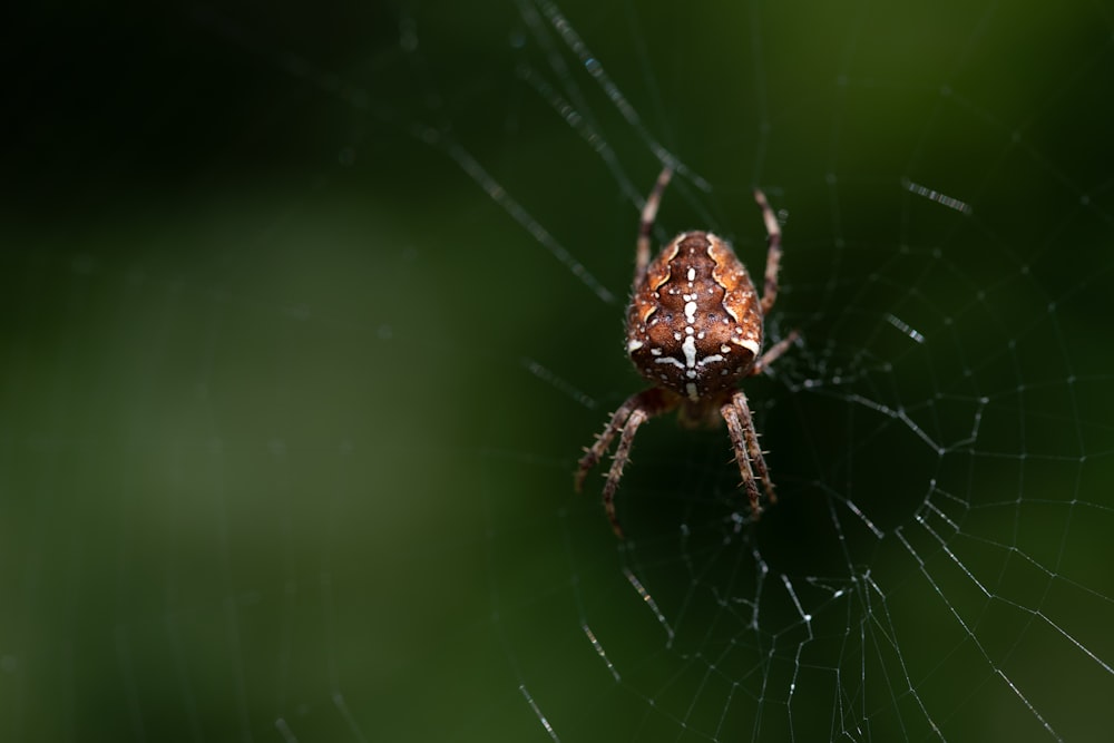 a close up of a spider on a web