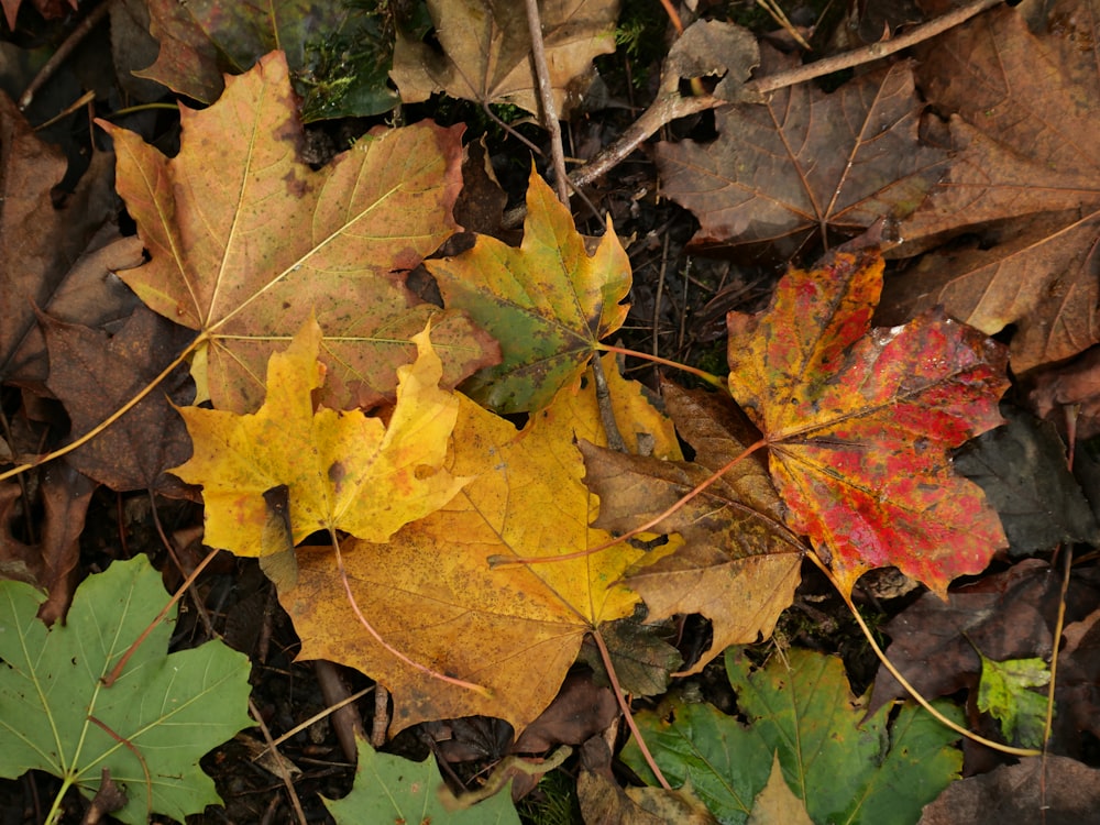 a group of leaves that are laying on the ground