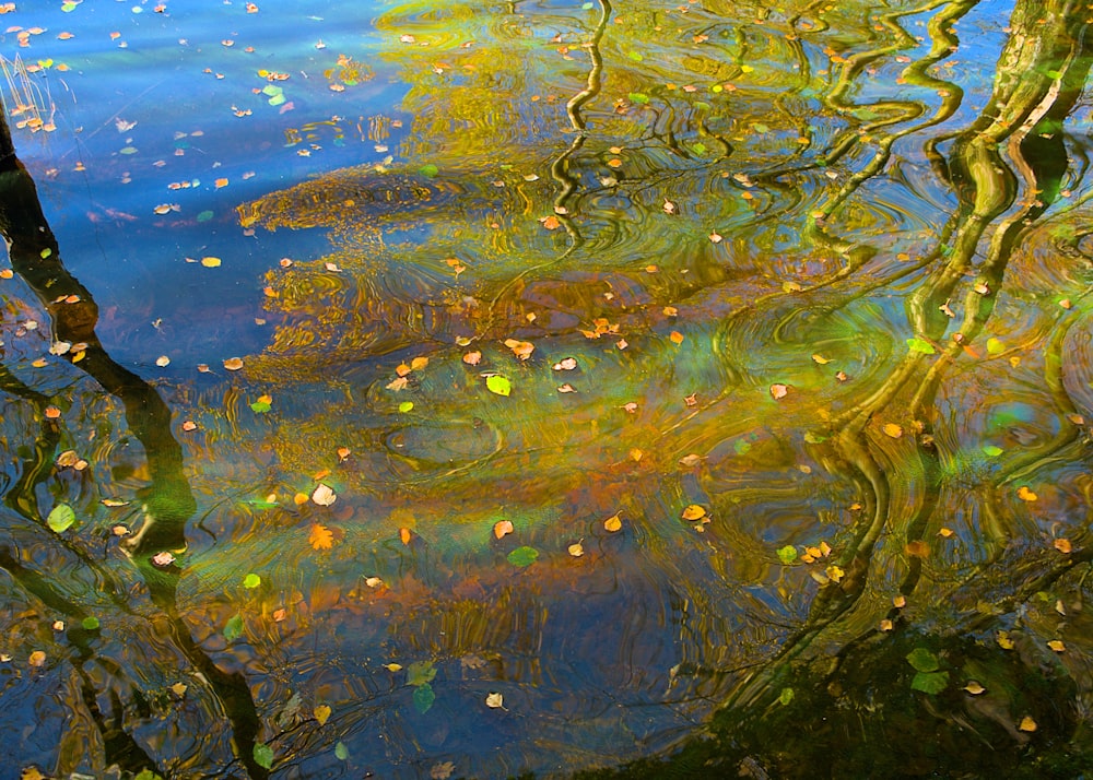 a body of water with trees reflected in it