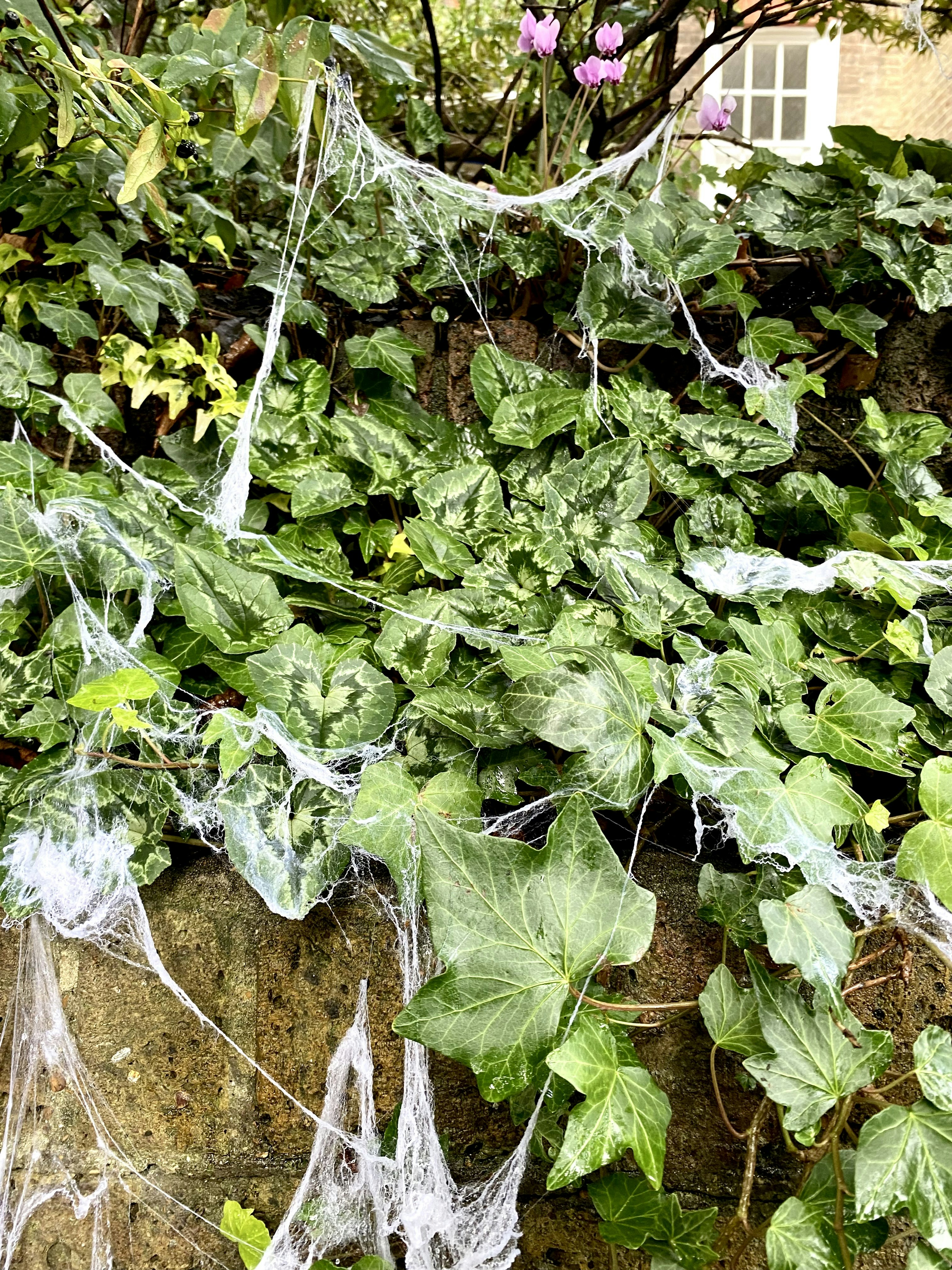 ein Haufen Pflanzen, die auf einem Felsen wachsen