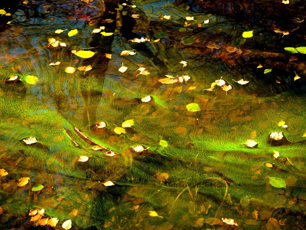a pond filled with lots of green and yellow leaves