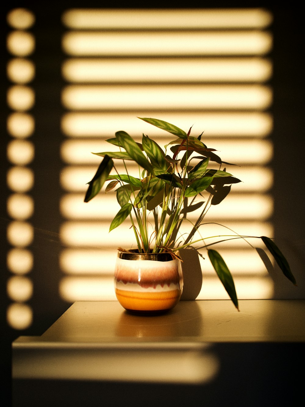 a potted plant sitting on top of a table