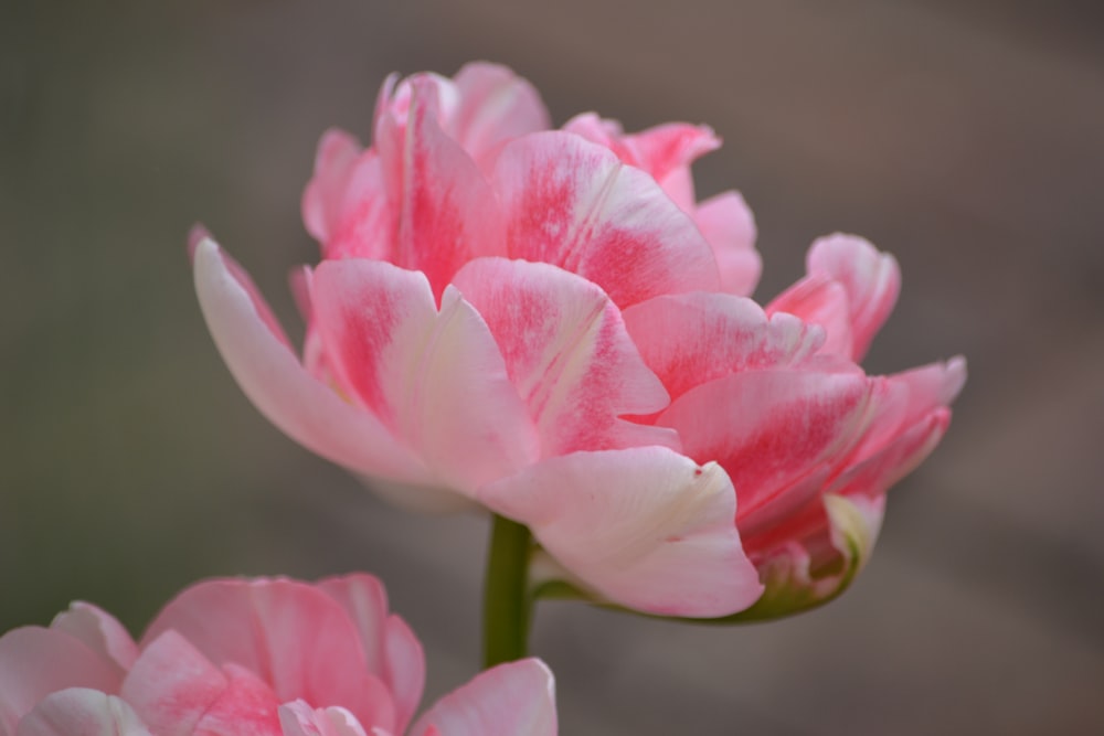 a close up of two pink flowers with a blurry background
