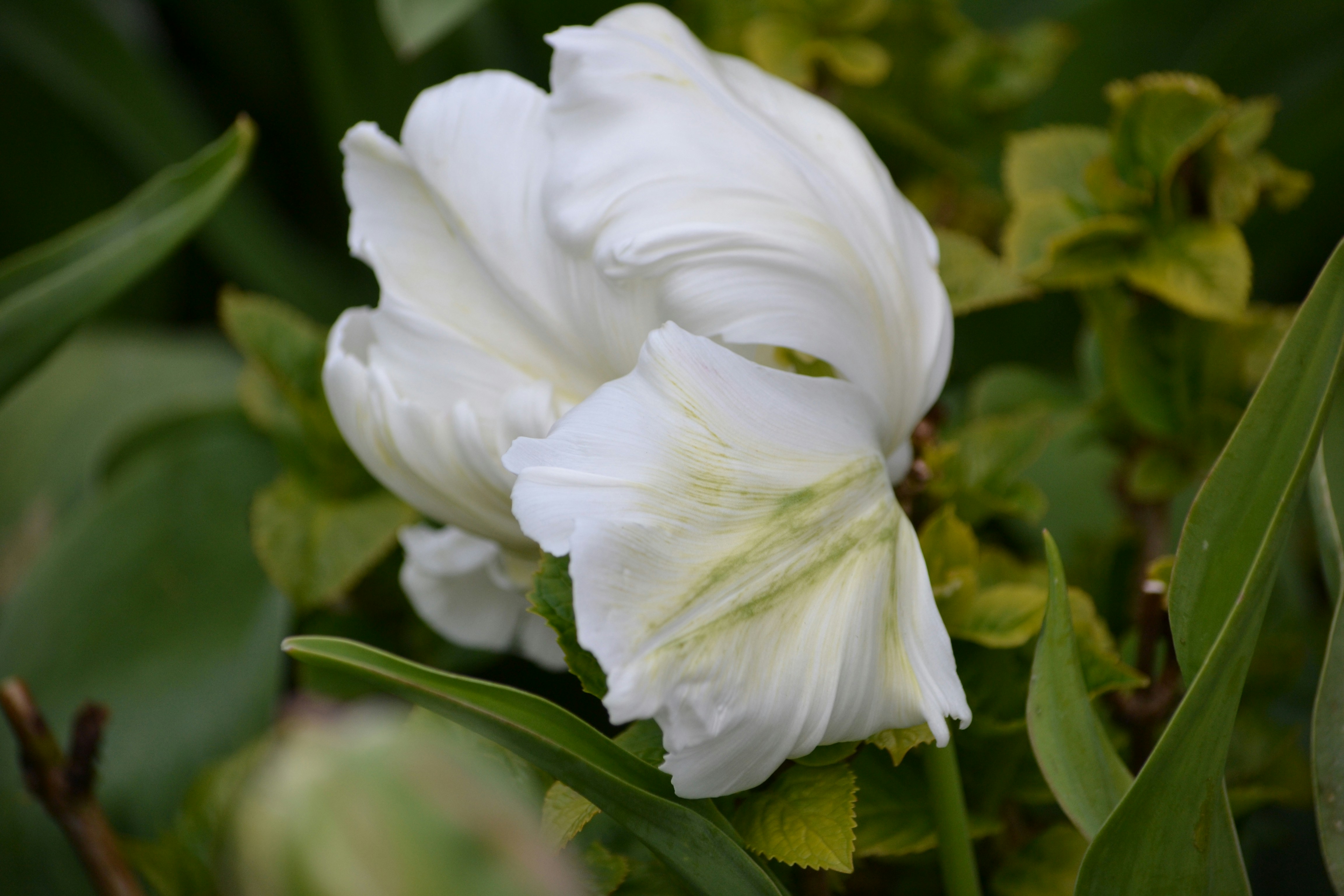 Afbeelding van Middelburg