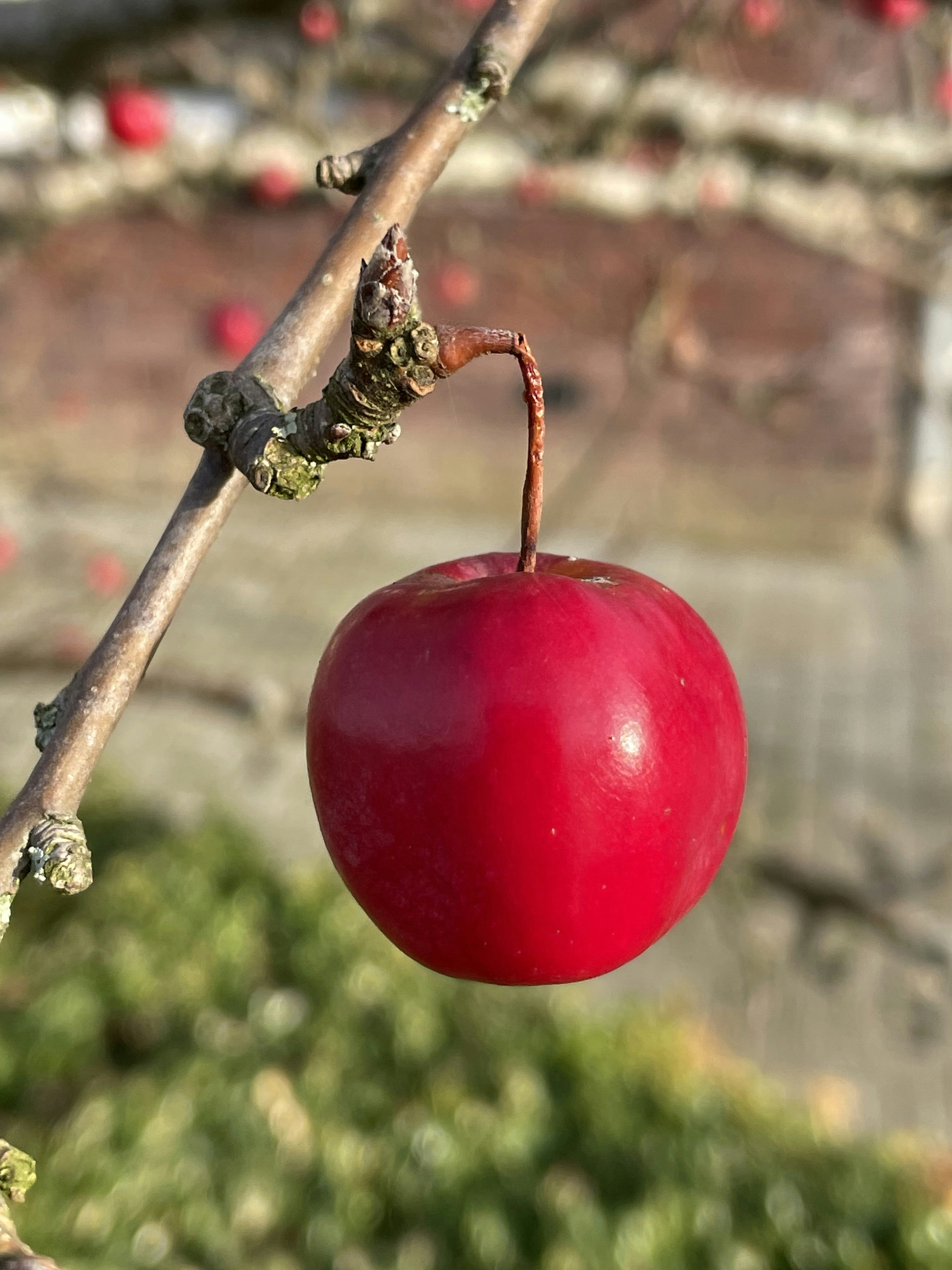 a red apple hanging from a tree branch