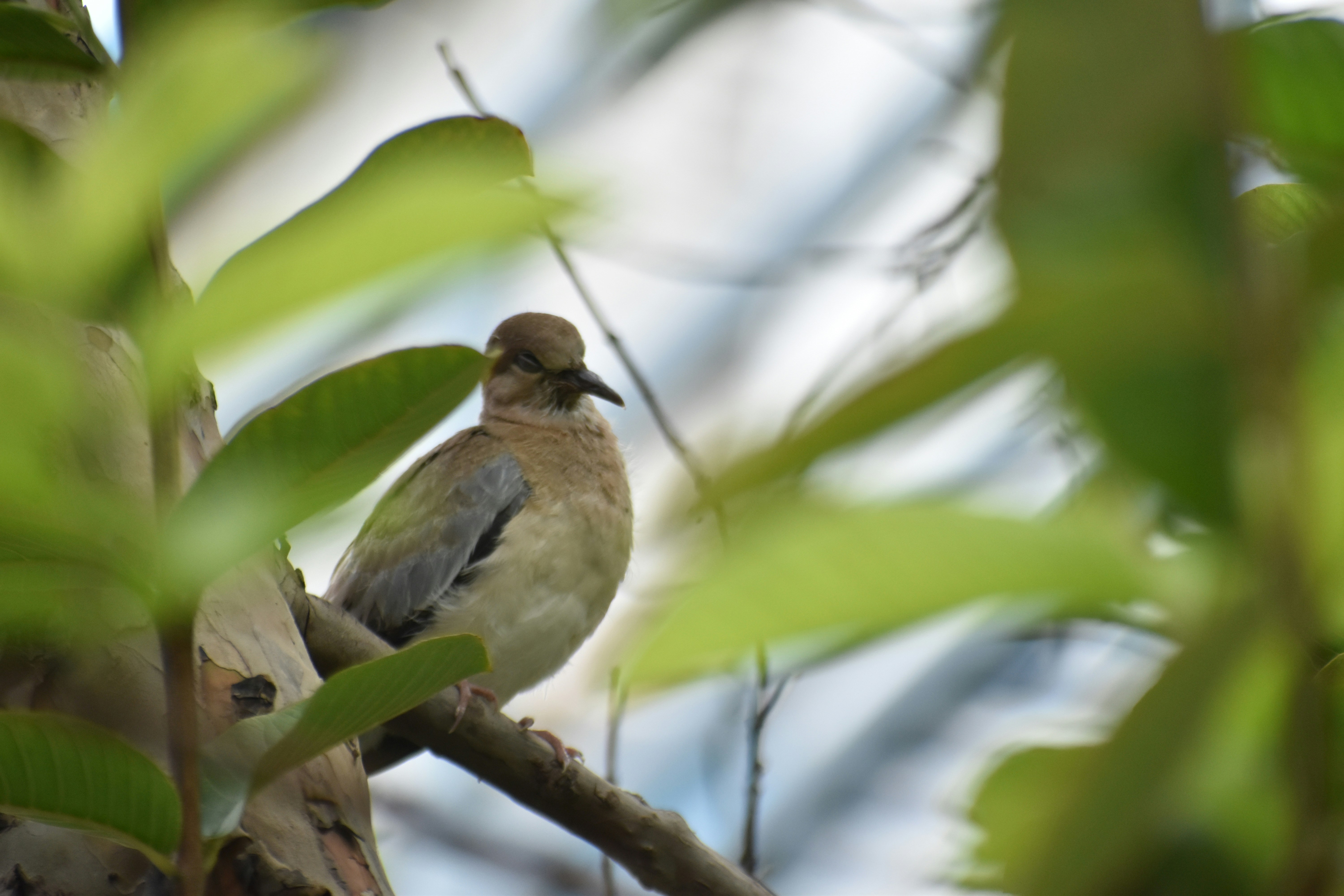 Photo by pawanksath