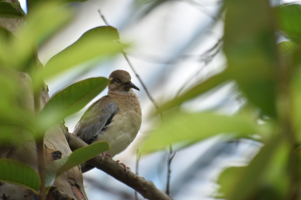 a bird is perched on a tree branch