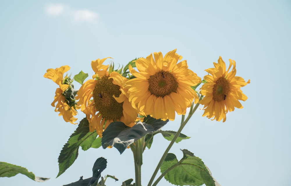 a bunch of sunflowers are in a vase