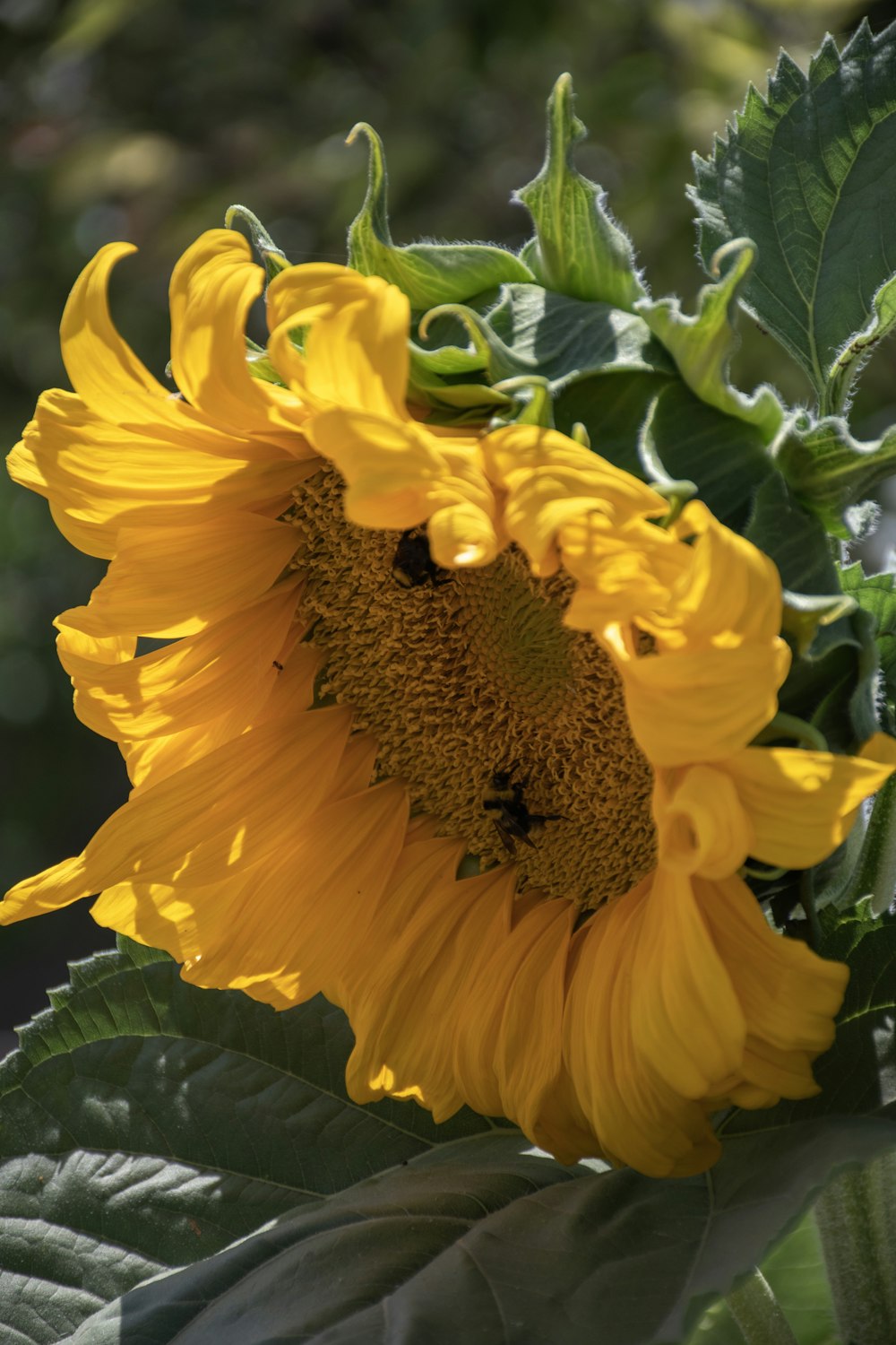 a large sunflower with a bee on it