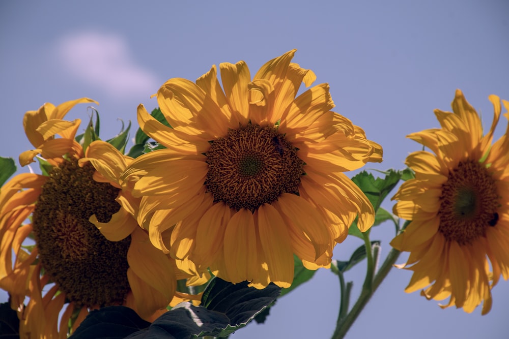 a group of yellow sunflowers with a blue sky in the background