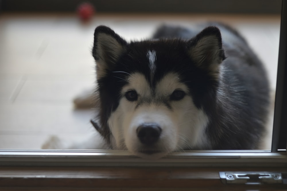 a black and white dog looking through a glass door
