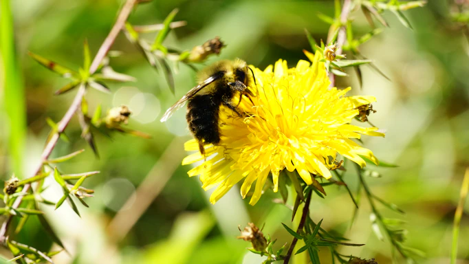 A close-up of a honeybee gently landing on a bright yellow flower in a sunlit meadow.