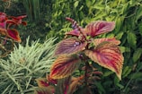 Vibrant foliage with large red and green leaves, displaying intricate patterns. Surrounded by a variety of other plants including spiky, pale green leaves and dense green vegetation.
