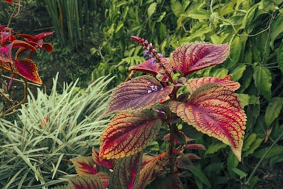 Vibrant foliage with large red and green leaves, displaying intricate patterns. Surrounded by a variety of other plants including spiky, pale green leaves and dense green vegetation.