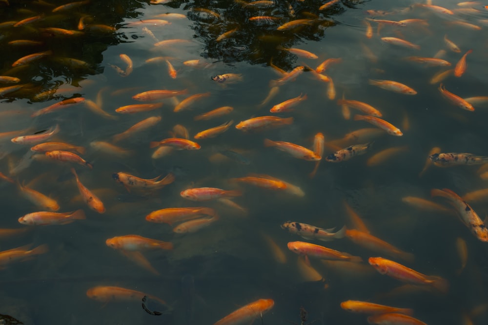 a large group of fish swimming in a pond