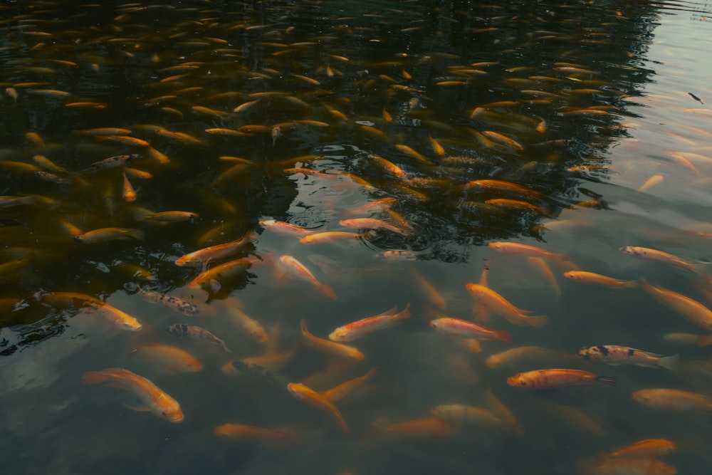 a large group of fish swimming in a pond