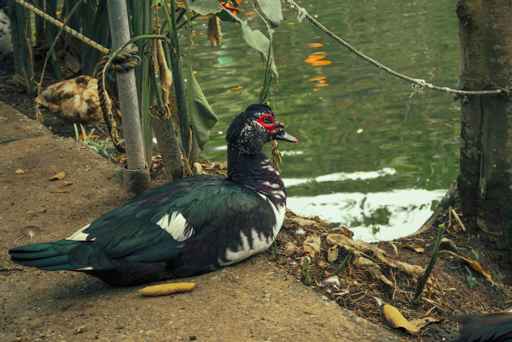 a duck sitting on the ground next to a body of water