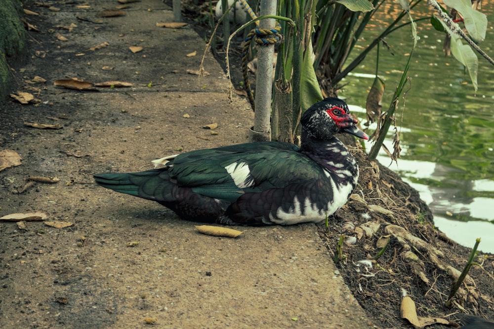 a bird sitting on the ground next to a body of water