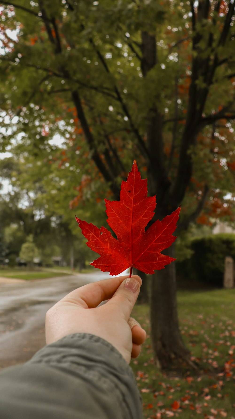 a person holding a red leaf in front of a tree