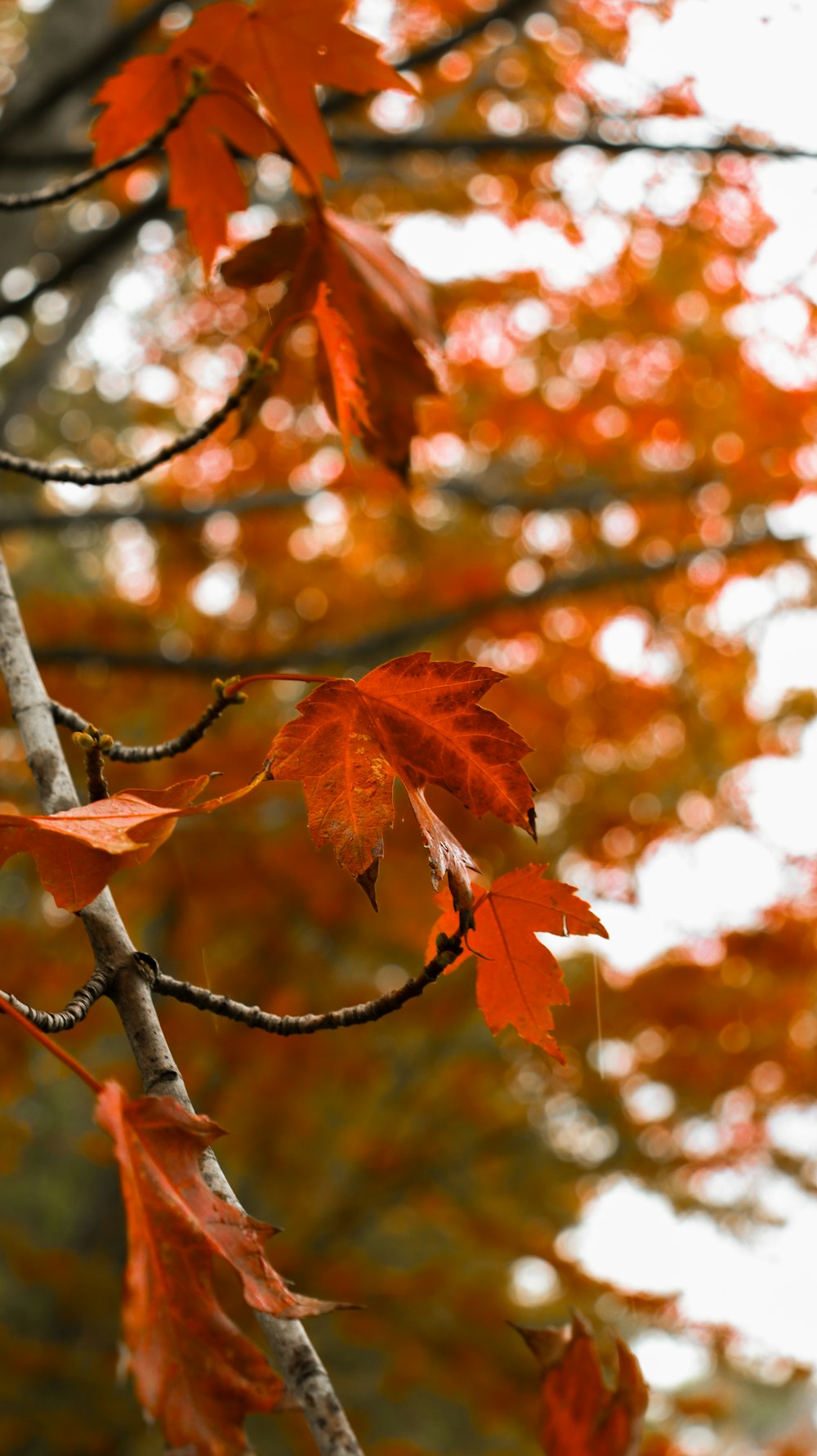 a close up of a tree with red leaves