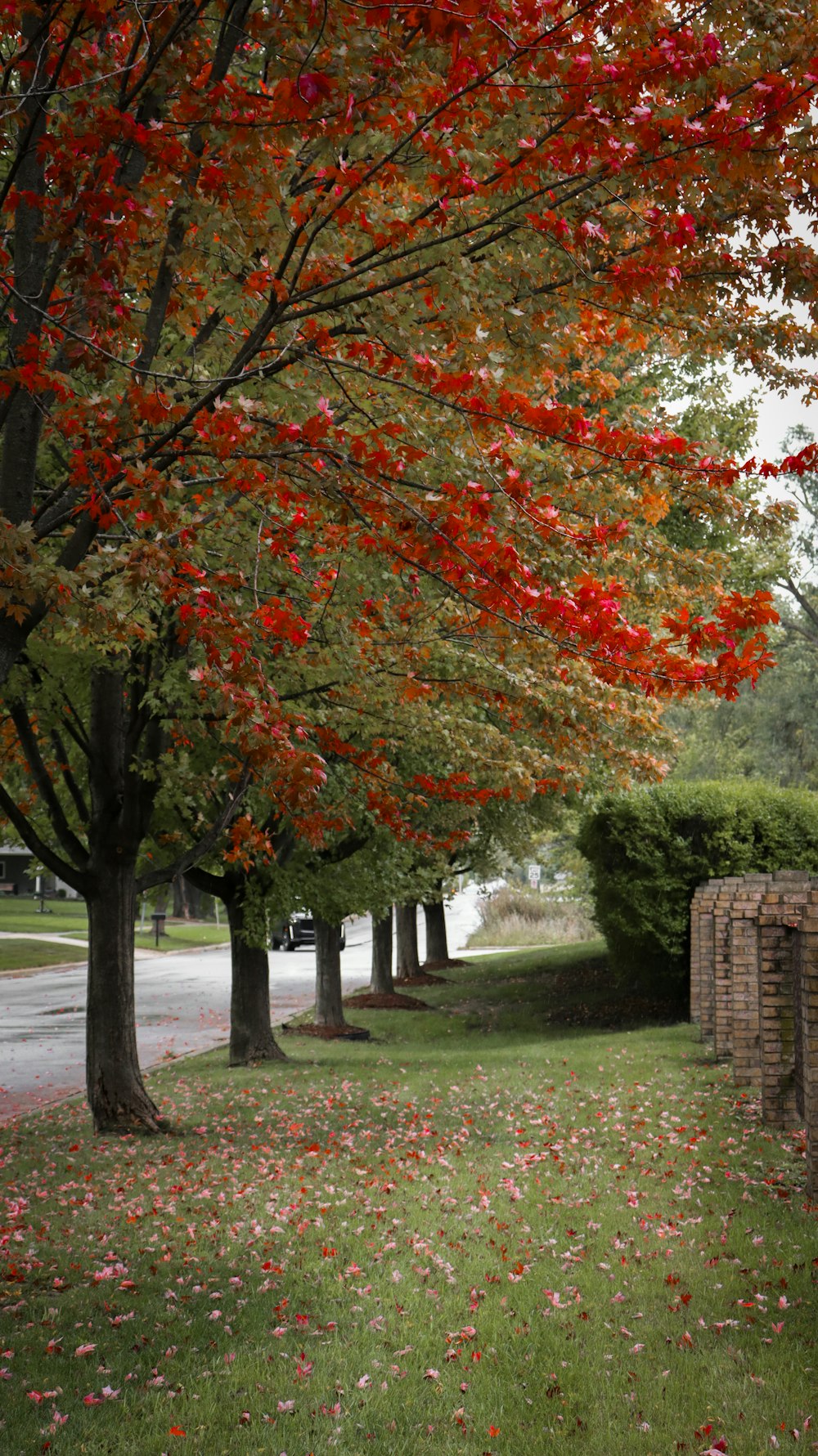 a tree with red leaves on it next to a brick wall