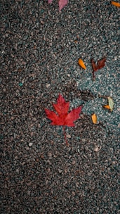 A textured asphalt surface with a prominent red maple leaf in the center. Several smaller leaves in shades of orange and yellow are scattered around, creating an autumnal feel. The rough pavement contrasts with the vibrant colors of the leaves.